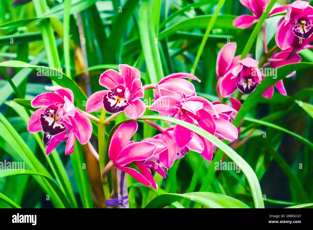 Gladiolen oder Marsh gladiolus, auch das Wort "Lily" genannt, ist eine Pflanzenart aus der Gattung der beständigen cormous blühende Pflanzen heimisch in Frankreich, der Schweiz, Deutschland, C Stockfoto
