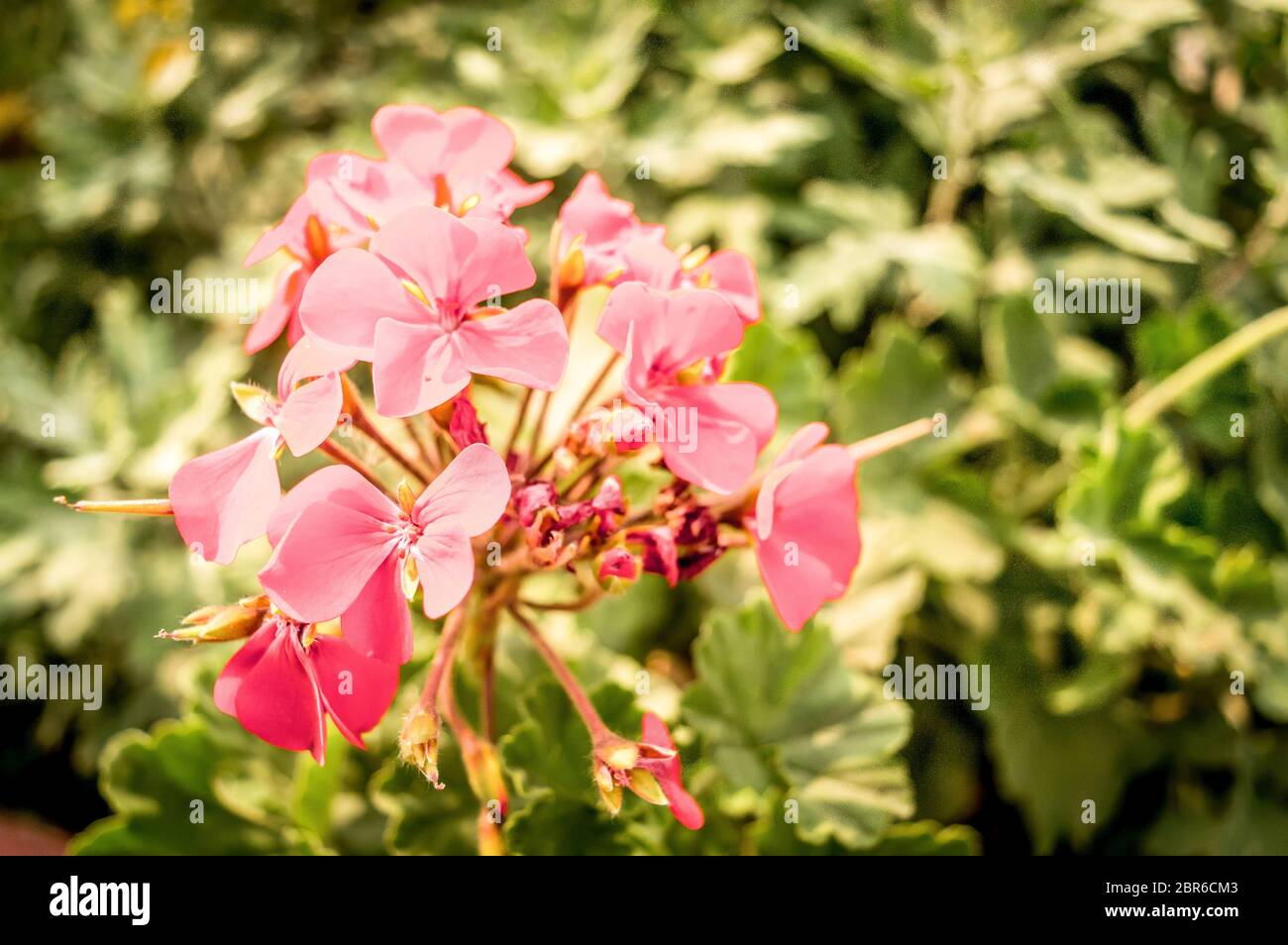 Canna Canna Lilie, Lilie oder auch "indischen, afrikanischen Maranta, lila Sierra Leone Pfeilwurz, eine blühende Pflanzen ist nur Gattung in Cannaceae fam Stockfoto