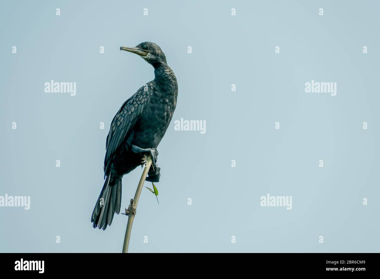 Double-Crested Cormorant (Phalacrocorax auritus), ein mattes Schwarz angeln Vogel in Kumarakom - Vogel - Heiligtum. Beliebte in Flüssen, Seen und Küstengebiete Stockfoto