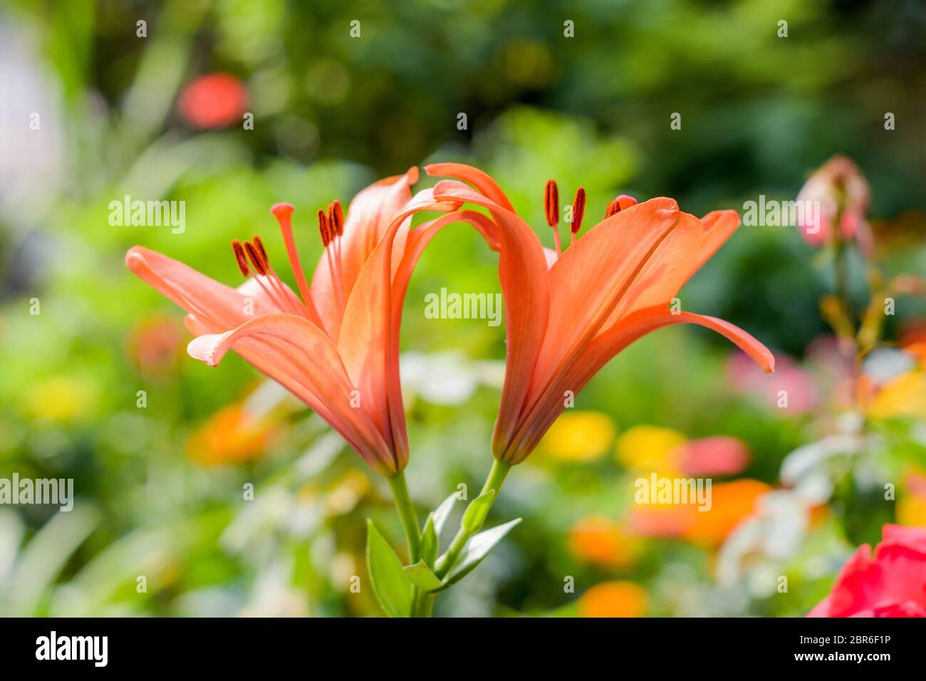 Zwei Trompete oder Posaune Kriechgang (Campsis radicans) Blume, wie Cow itch oder Kolibri Rebsorten bekannt, mit Samen und Blätter. Gelbe Glocke Baum in morni Stockfoto