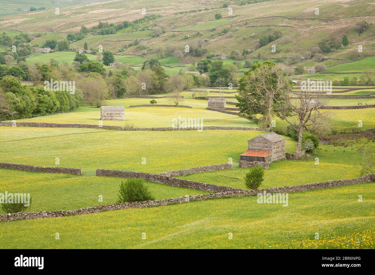 Heuwiesen in Blüte bei Muker in Swaledale Stockfoto