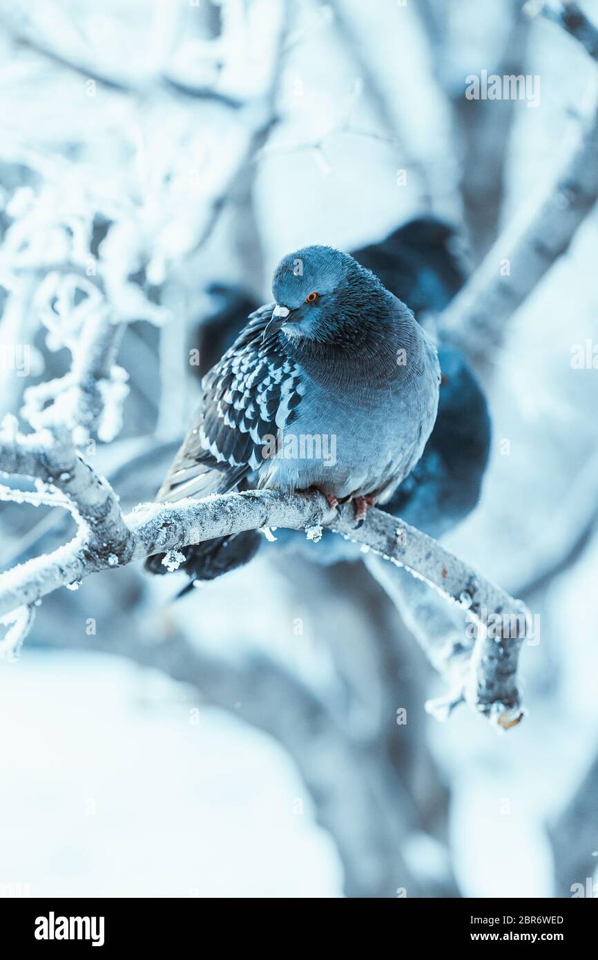 Tauben sitzen auf einem Zweig im Winter Tag gebuckelt. Stockfoto
