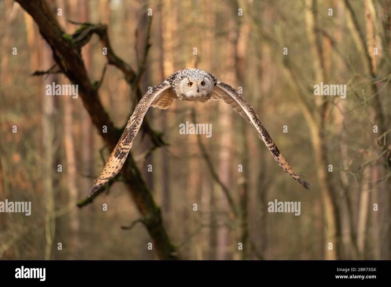 Sibirischer Adler Eule fliegen im Wald. Bubo bubo sibricus. Stockfoto