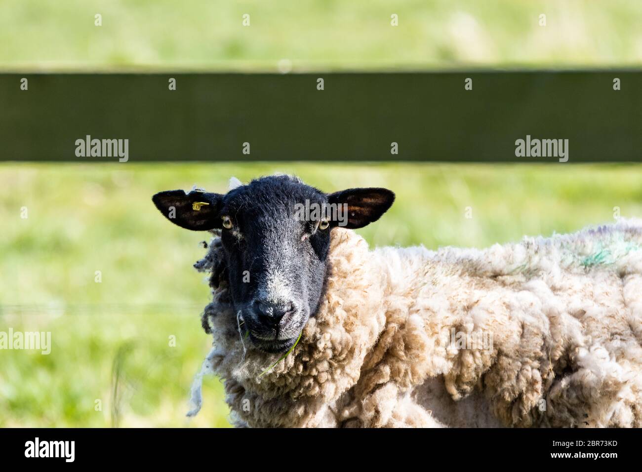 Eine weibliche Schafe direkt in die Kamera schaut. Auf einem Bauernhof in ländlichen Suffolk Stockfoto