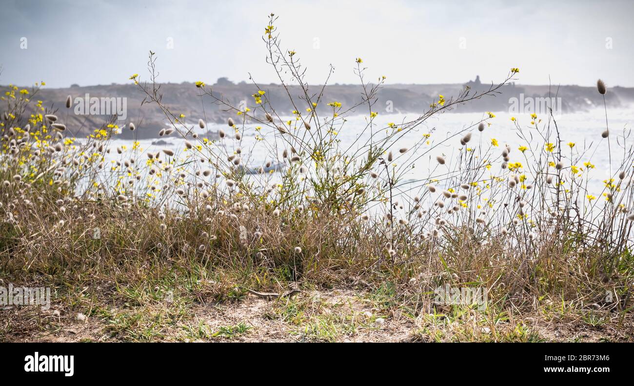 Wilde Vegetation und einem lezard am Meer auf der Insel von Yeu, Frankreich Stockfoto