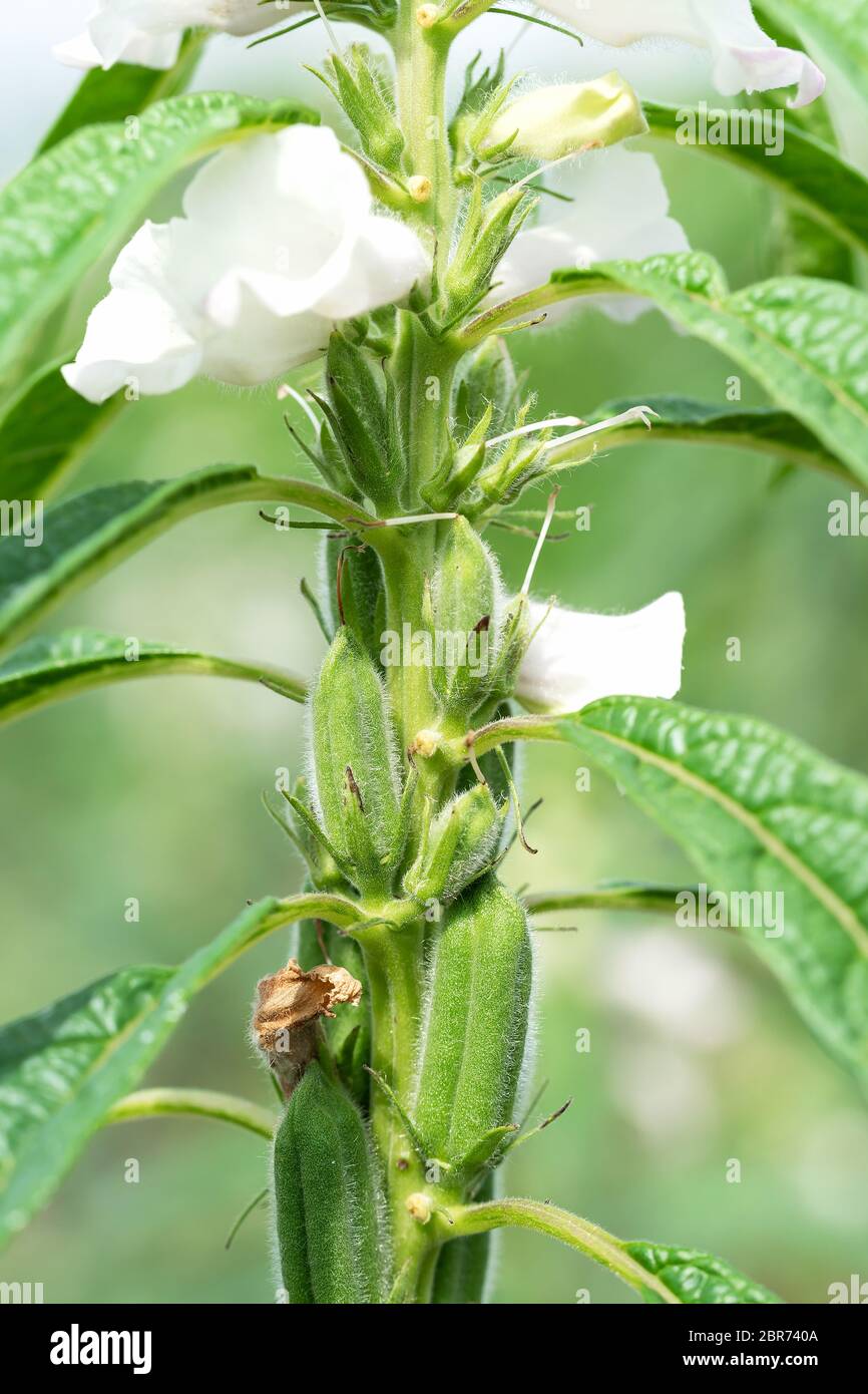 Sesamsamen-Blüte am Baum Sesam ist eine hohe jährliche krautige Pflanze aus  tropischen und subtropischen Gebieten, die für ihre ölreichen Samen  kultiviert wird Stockfotografie - Alamy
