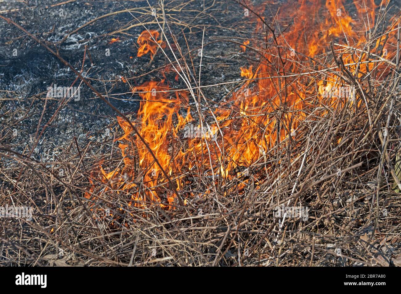 In Spring Valley Nature Center in Schaumburg, Illinois, einer kontrollierten Prairie Brennen Stockfoto