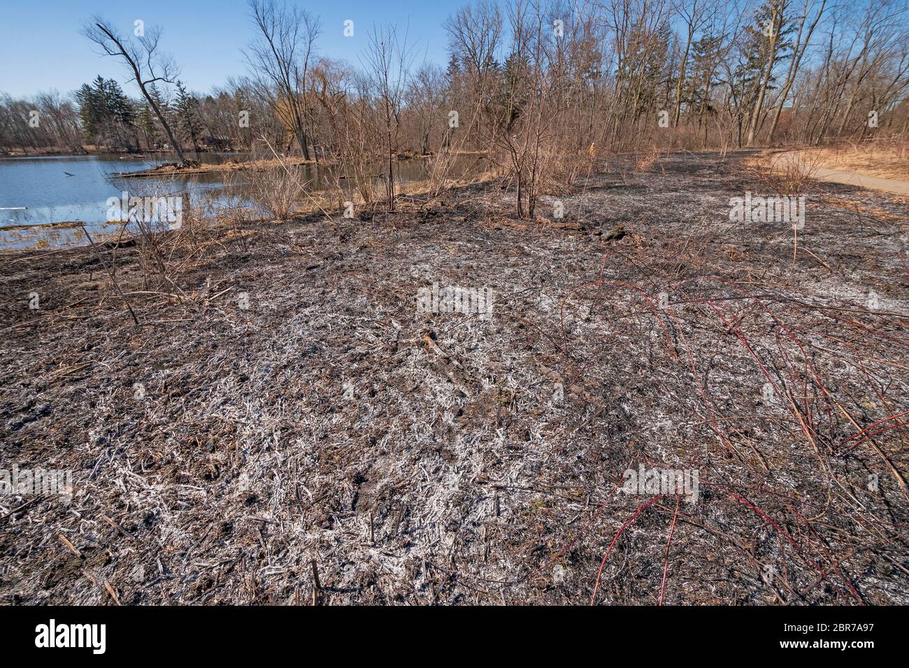 Asche nach kontrolliertem Prairie Burn im Spring Valley Nature Center in Schaumburg, Illinois Stockfoto