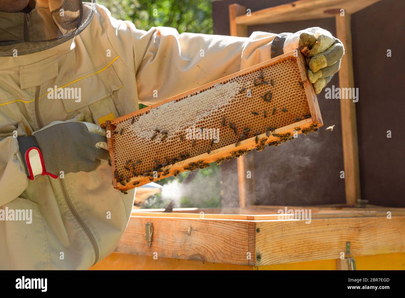 Imker arbeitet mit Bienen und Bienenstöcke auf dem Bienenstand. Stockfoto