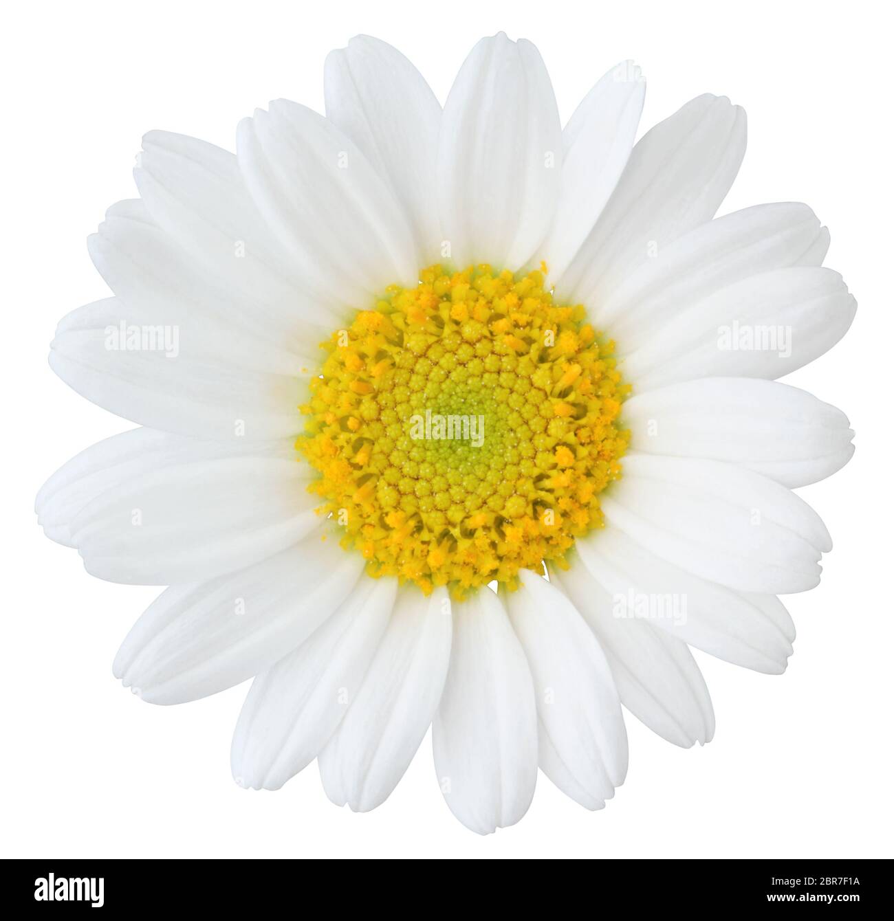 Daisy (Margerite) auf weißem Hintergrund, einschließlich freistellungspfaden. Deutschland Stockfoto