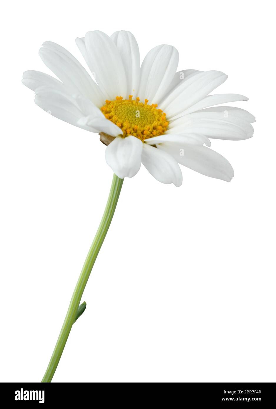 Daisy (Margerite) auf weißem Hintergrund, einschließlich freistellungspfaden. Deutschland Stockfoto