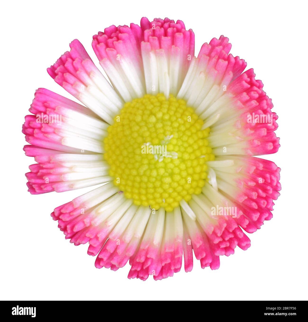 Daisy isoliert auf weißem Hintergrund, einschließlich Beschneidungspfad. Deutschland Stockfoto