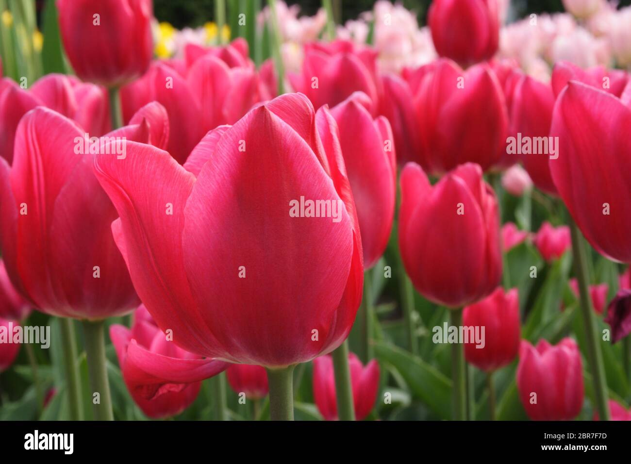 Tulpen (Familie Lilie, Liliaceae) Field, Frankfurt/M, Deutschland Stockfoto