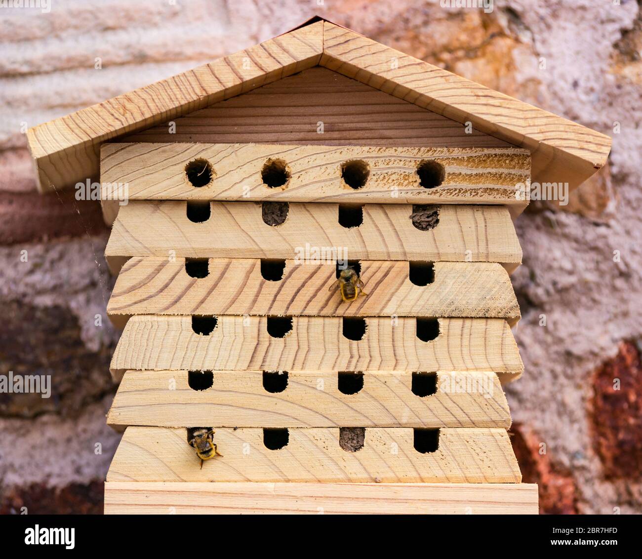 Nahaufnahme des hölzernen Insektenbienenhotels mit Maurerbienen, Osmia, das Loch mit Eiern füllt, Schottland, Großbritannien Stockfoto