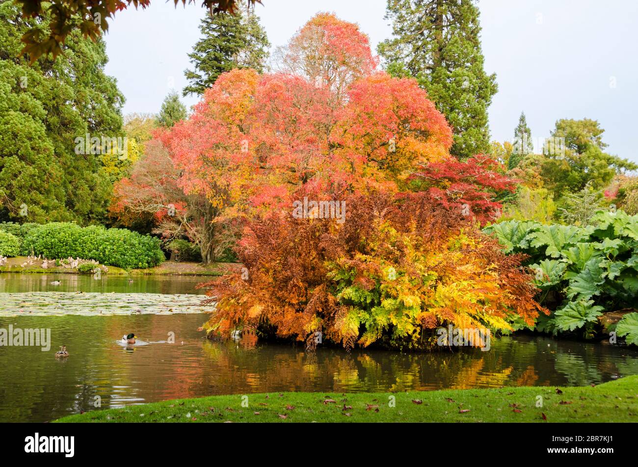 Sheffield Park See und die Gärten im Herbst, East Sussex, Großbritannien Stockfoto