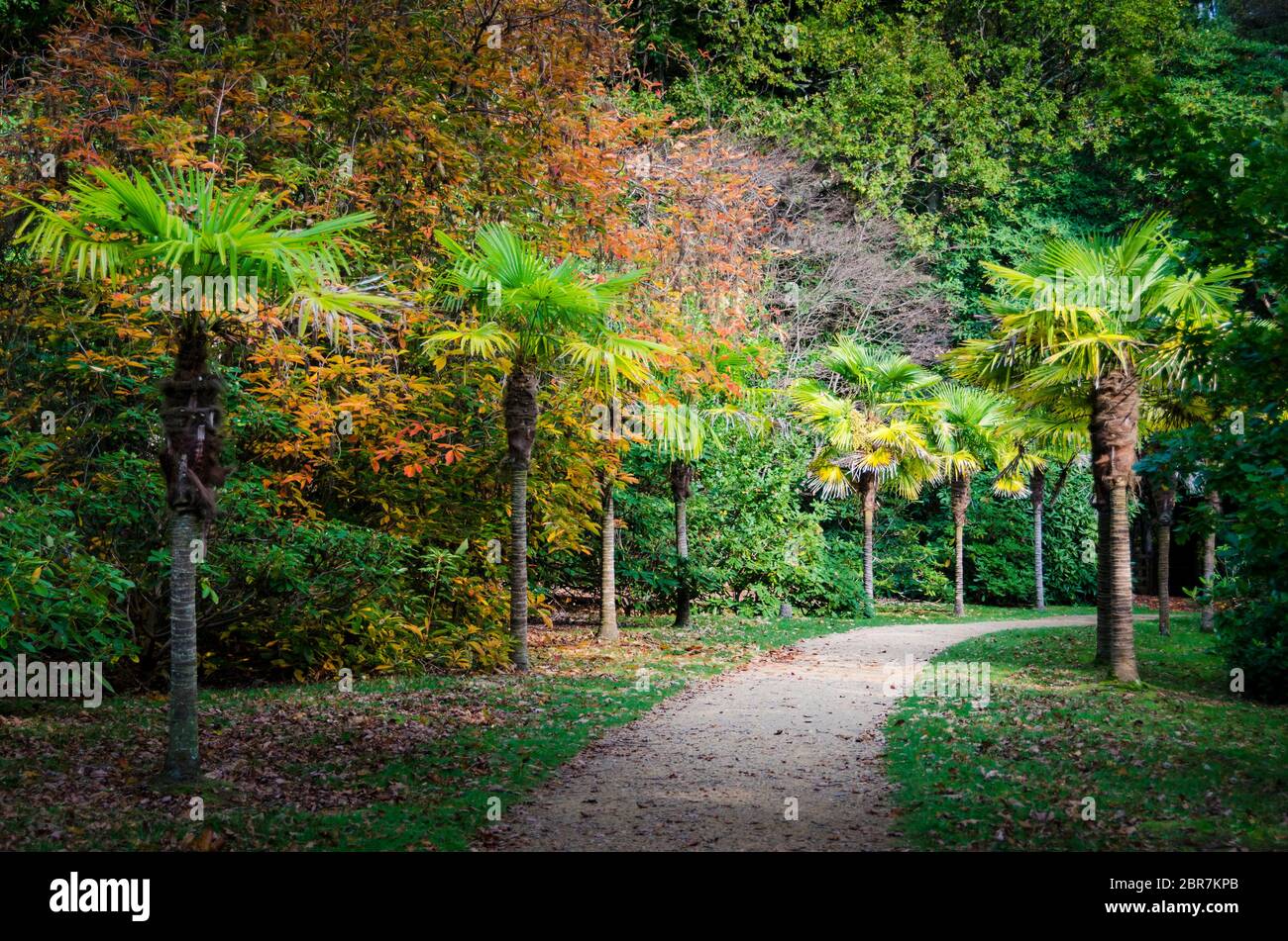 Ein Weg mit Palmen in einem Garten mit Herbst Laub gefüttert Stockfoto