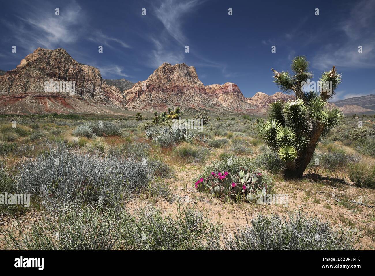 Blühender Beavertail Cactus im Red Rock Canyon National Conservation Area, Nevada Stockfoto