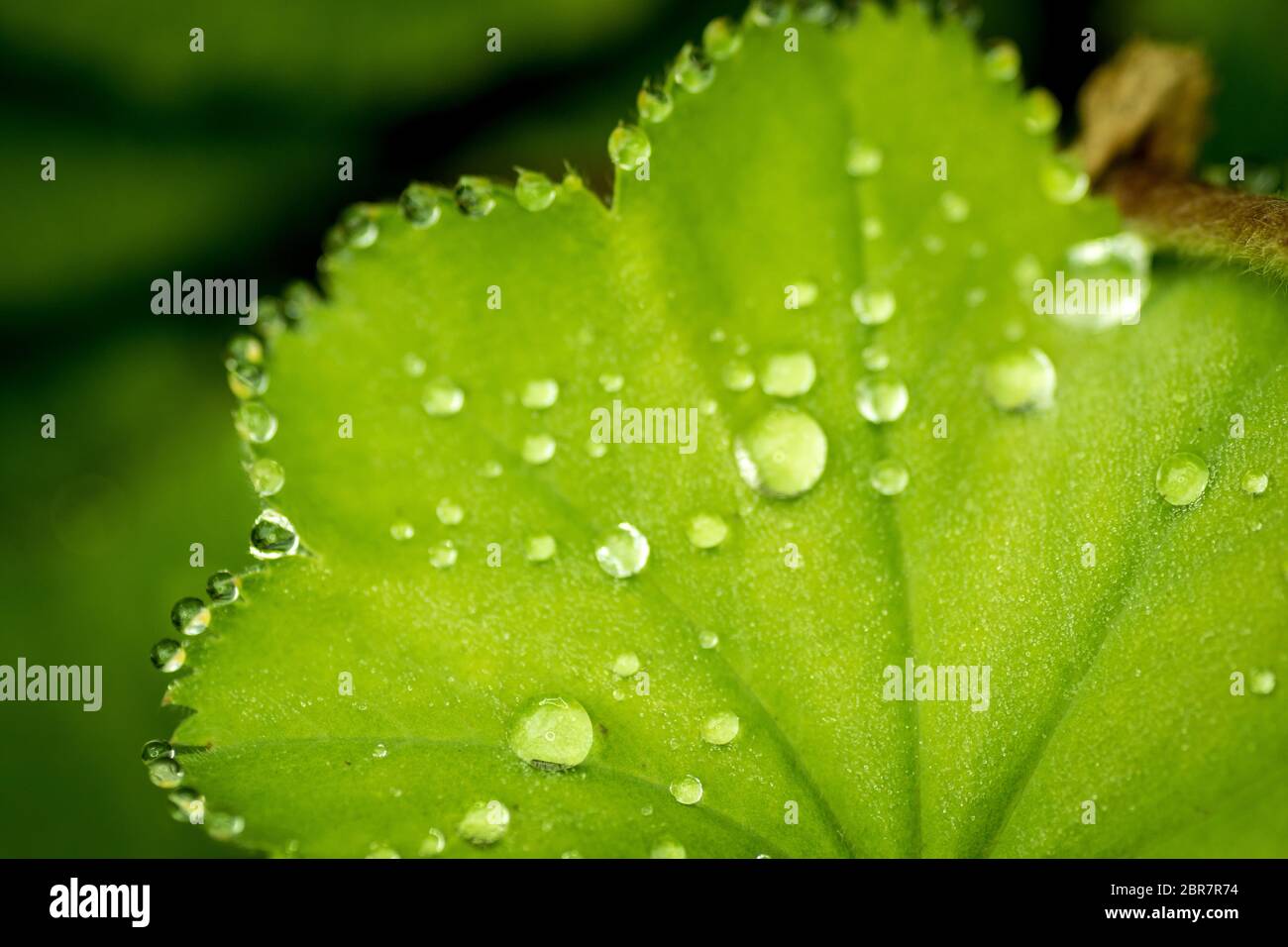 Bananenbaumblatt mit wassertropfen -Fotos und -Bildmaterial in hoher  Auflsung  Alamy
