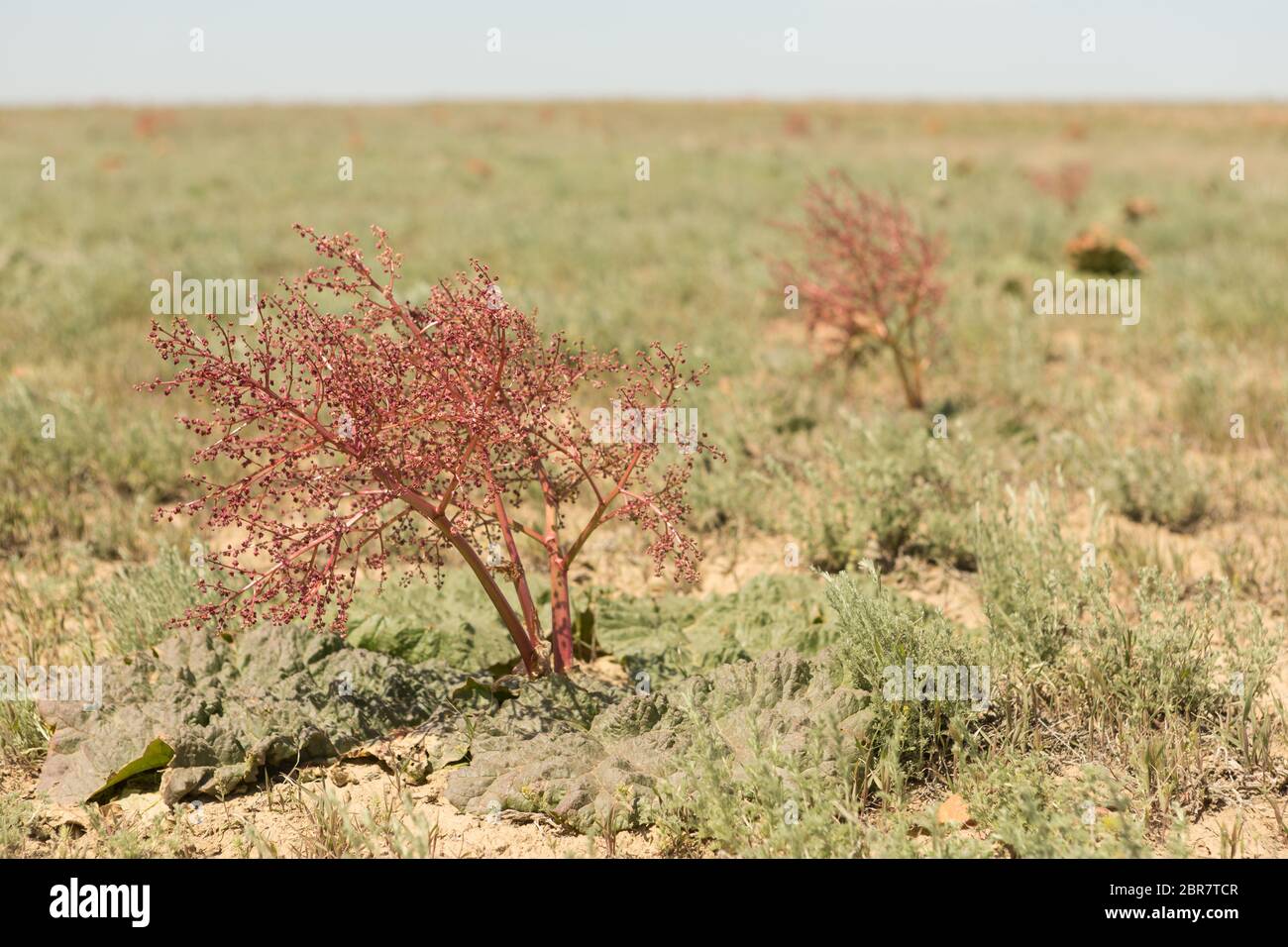 Die Tataren Rhabarber ist eine mehrjährige krautige Pflanze. Stockfoto