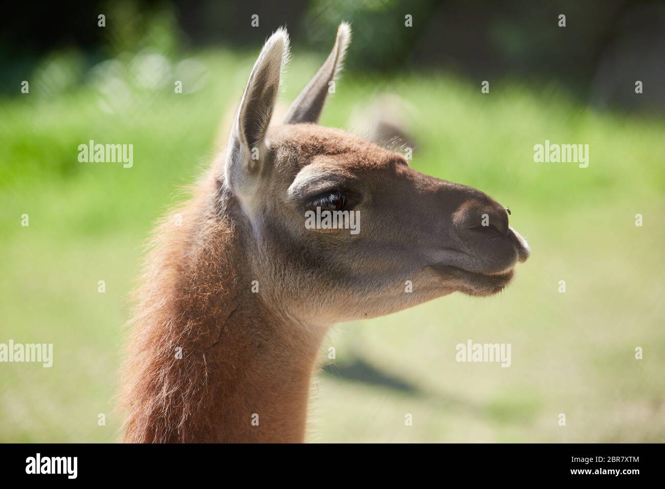 Lama Guanicoe Nahaufnahme. Guanaco. Grüner Hintergrund Stockfoto