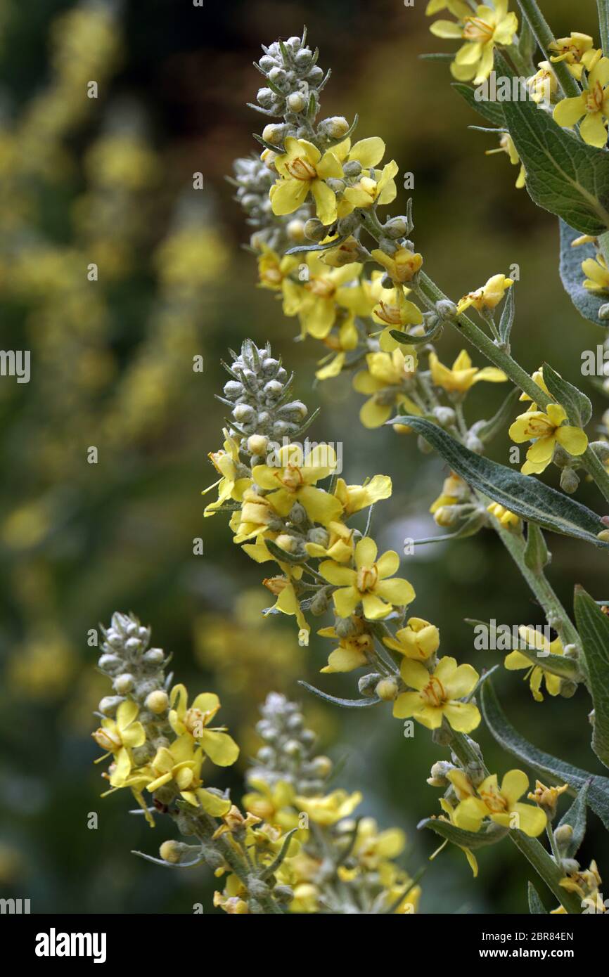 Pracht Königskerze (molène speciosum), Syn. Molène coeruleum, Molène