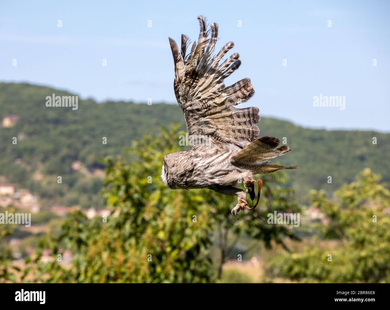 Milandes, Frankreich - 4 September, 2018: die Touristen sehen das Zeigen der Greifvögel im Chateau Les Milandes, eine Burg in der Dordogne, Aquitaine, F Stockfoto
