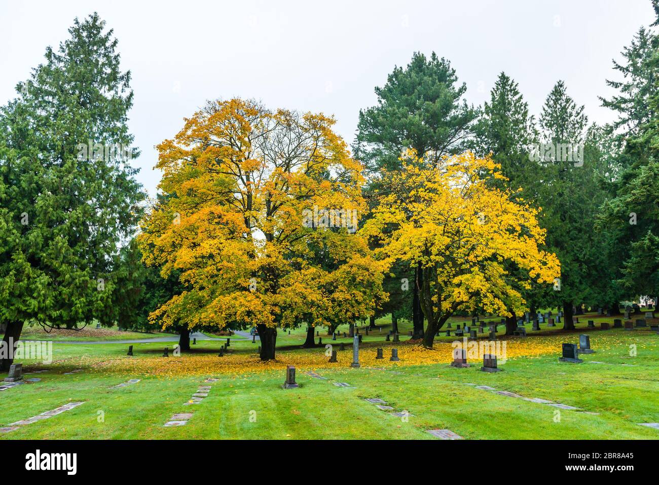 Szene von Ahorn drei im Herbst auf dem Friedhof.. Stockfoto