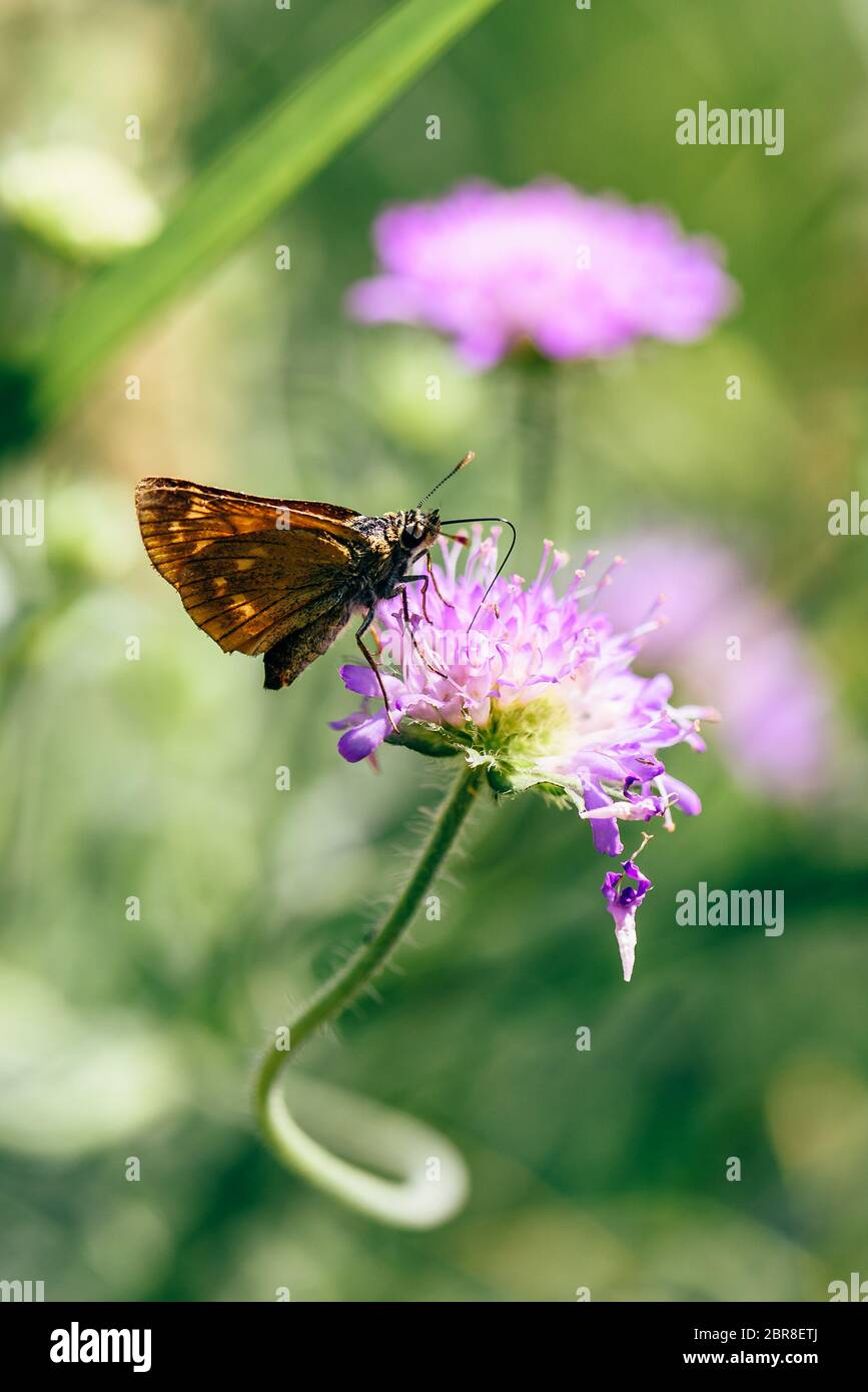 Orange Schmetterling sitzt auf dem rosa Blume Stockfoto