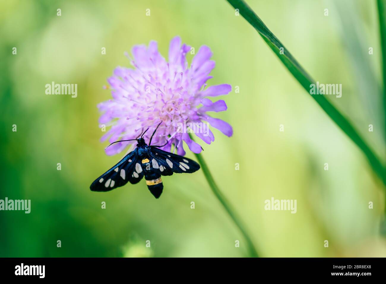 Neun - gefleckte Motte sitzt auf dem rosa Blume Stockfoto