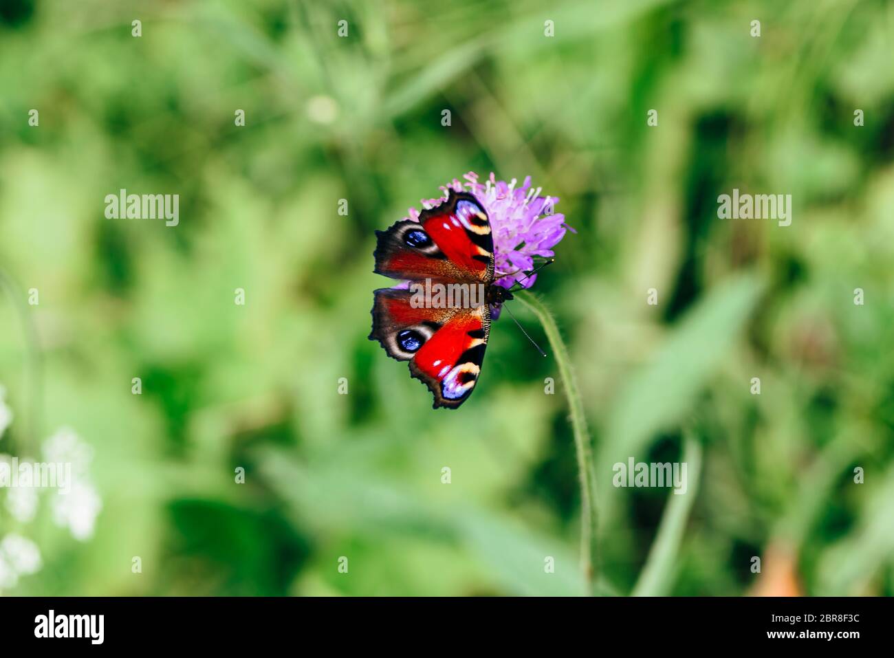 Nymphalis io oder europäischen Tagpfauenauge sitzen auf dem rosa Blume Stockfoto