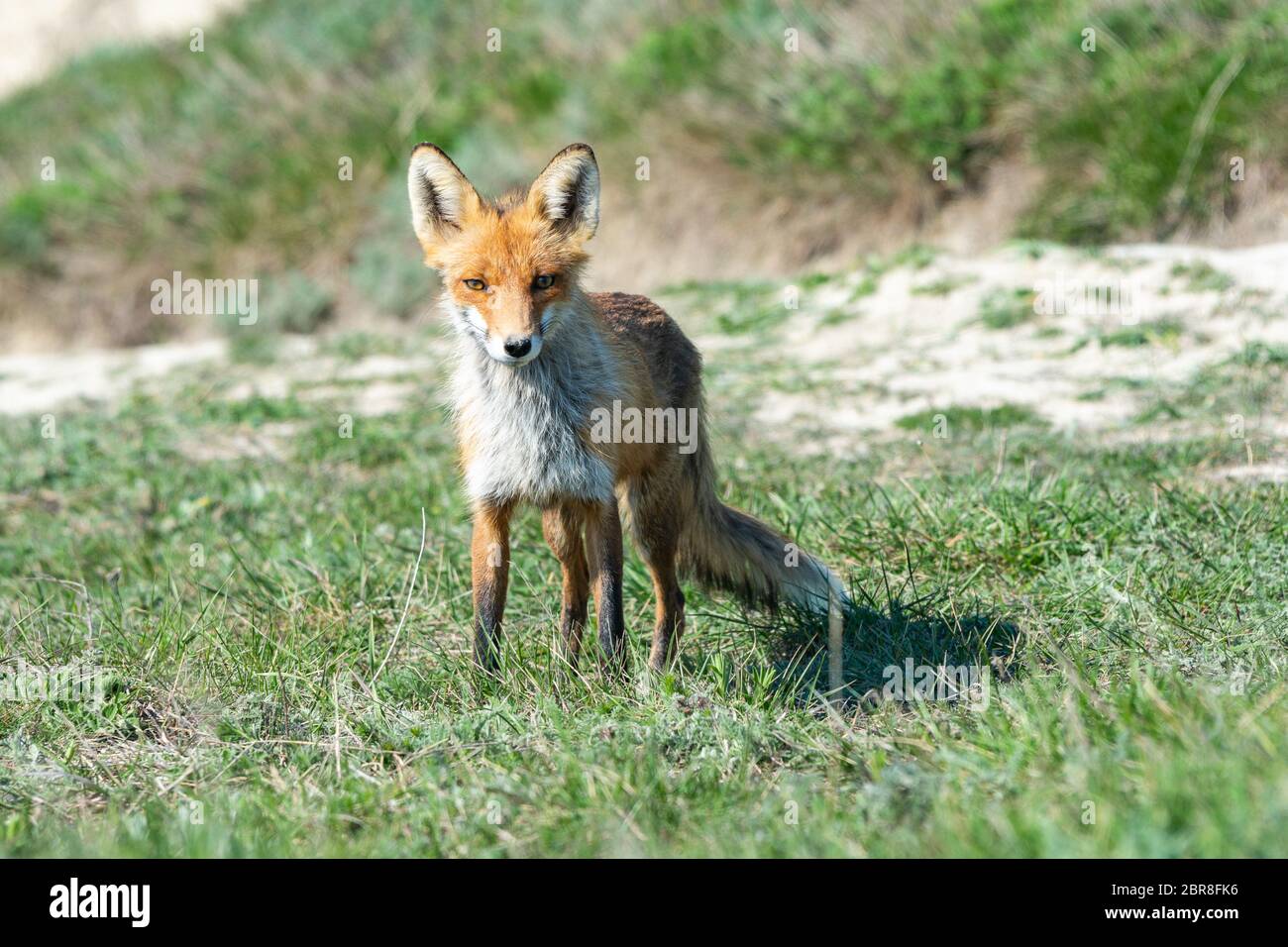 Abgestreift und hungrigen Fuchs in der Wiese Stockfoto