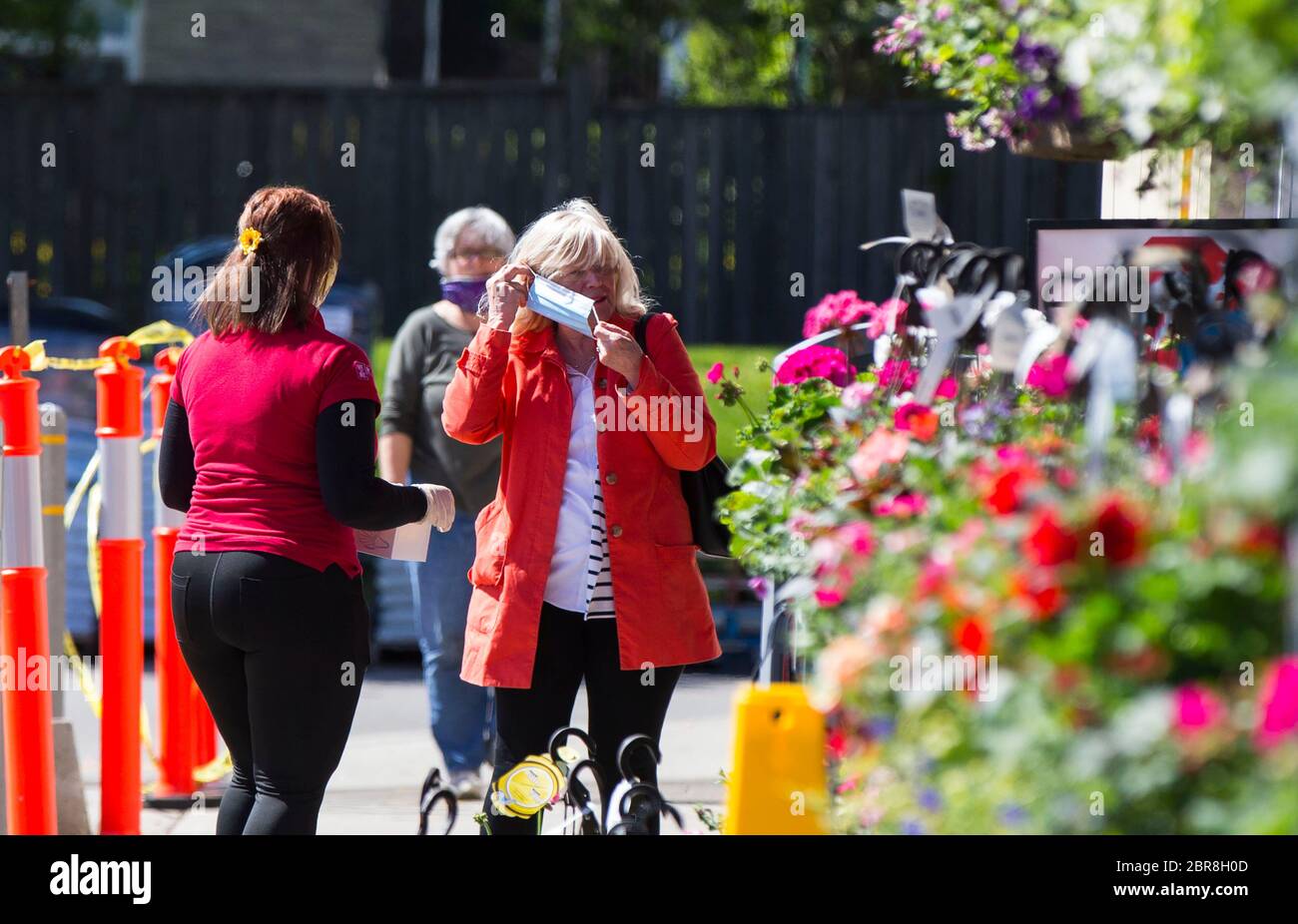 Mississauga, Kanada. Mai 2020. Eine Frau zieht eine Gesichtsmaske an, bevor sie am 20. Mai 2020 in ein Geschäft in Mississauga, Ontario, Kanada, eintritt. Die Public Health Agency of Canada hat am Mittwoch eine offizielle Empfehlung ausgesprochen, dass Kanadier nicht-medizinische Gesichtsmasken tragen sollten. Kredit: Zou Zheng/Xinhua/Alamy Live News Stockfoto