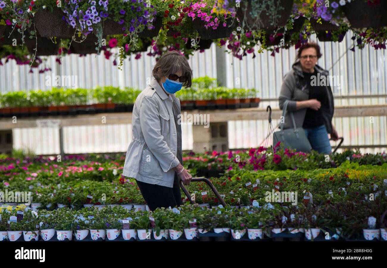 Mississauga, Kanada. Mai 2020. Eine Frau, die eine Gesichtsmaske trägt, kauft am 20. Mai 2020 in einem Gartencenter in Mississauga, Ontario, Kanada, Pflanzen ein. Die Public Health Agency of Canada hat am Mittwoch eine offizielle Empfehlung ausgesprochen, dass Kanadier nicht-medizinische Gesichtsmasken tragen sollten. Kredit: Zou Zheng/Xinhua/Alamy Live News Stockfoto