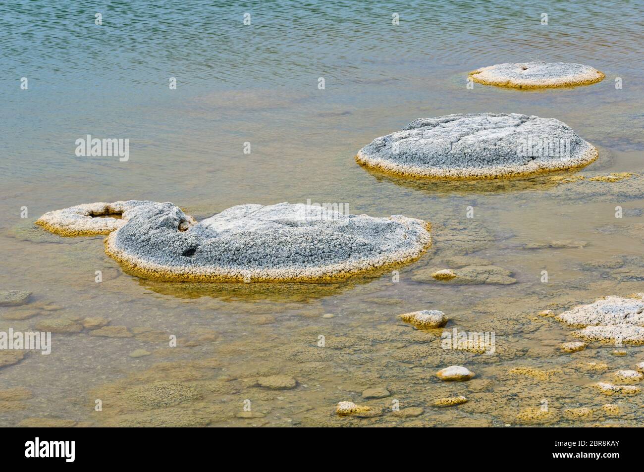 Stromatolithen sind lebende Felsen - wie Fossilien, die Sauerstoff produzieren Seit etwa 3,5 Milliarden Jahren - Lake Thetis, WA, Australien Stockfoto