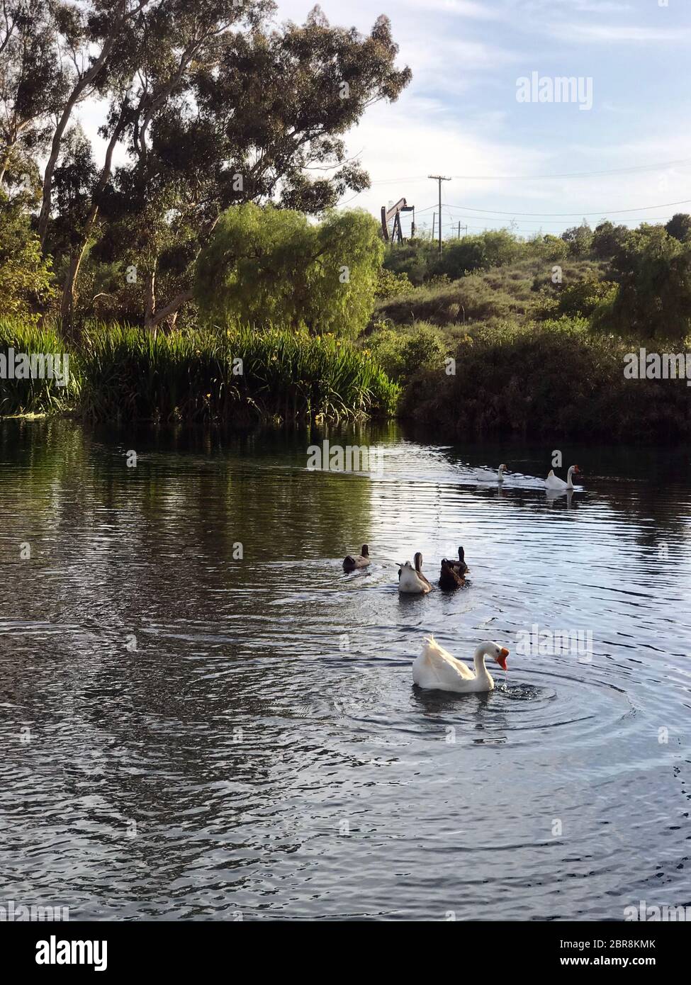 Ein kleiner See mit Wasservögeln im Kenneth Hahn Receration Area in der Baldwin Hills Area von Los Angeles, umgeben von nahegelegenen Ölquellen. Stockfoto