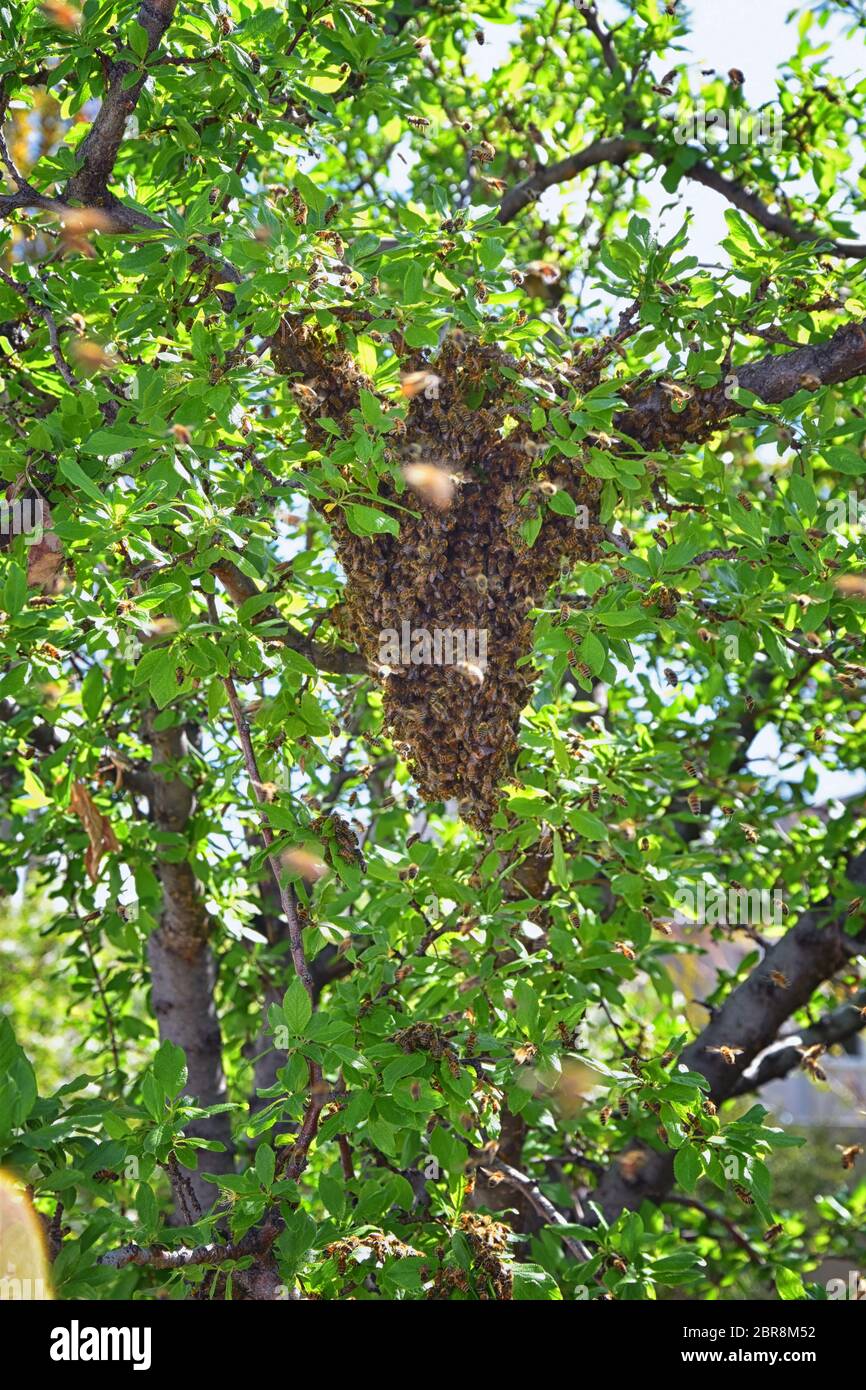 Schwarm von Honigbienen, ein eusozial fliegendes Insekt innerhalb der Gattung APIs mellifera der Bienenschnur. Schwärmen Carniolan italienische Honigbiene auf einem Pflaumenbaum-BH Stockfoto