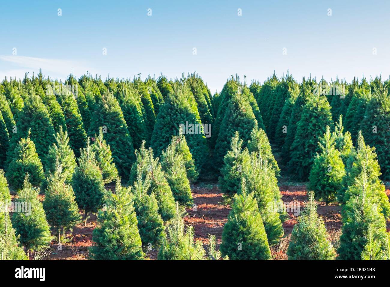 weihnachtsbäume auf dem roten Boden in der Farm, auf dem Land.. Stockfoto