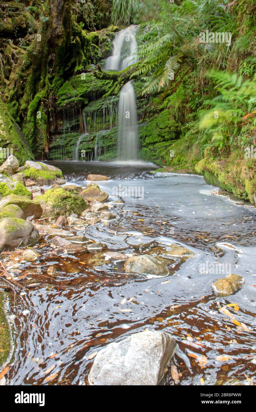 Schwein-Trog-Wasserfall am Rock Island Bend auf dem Franklin River Stockfoto