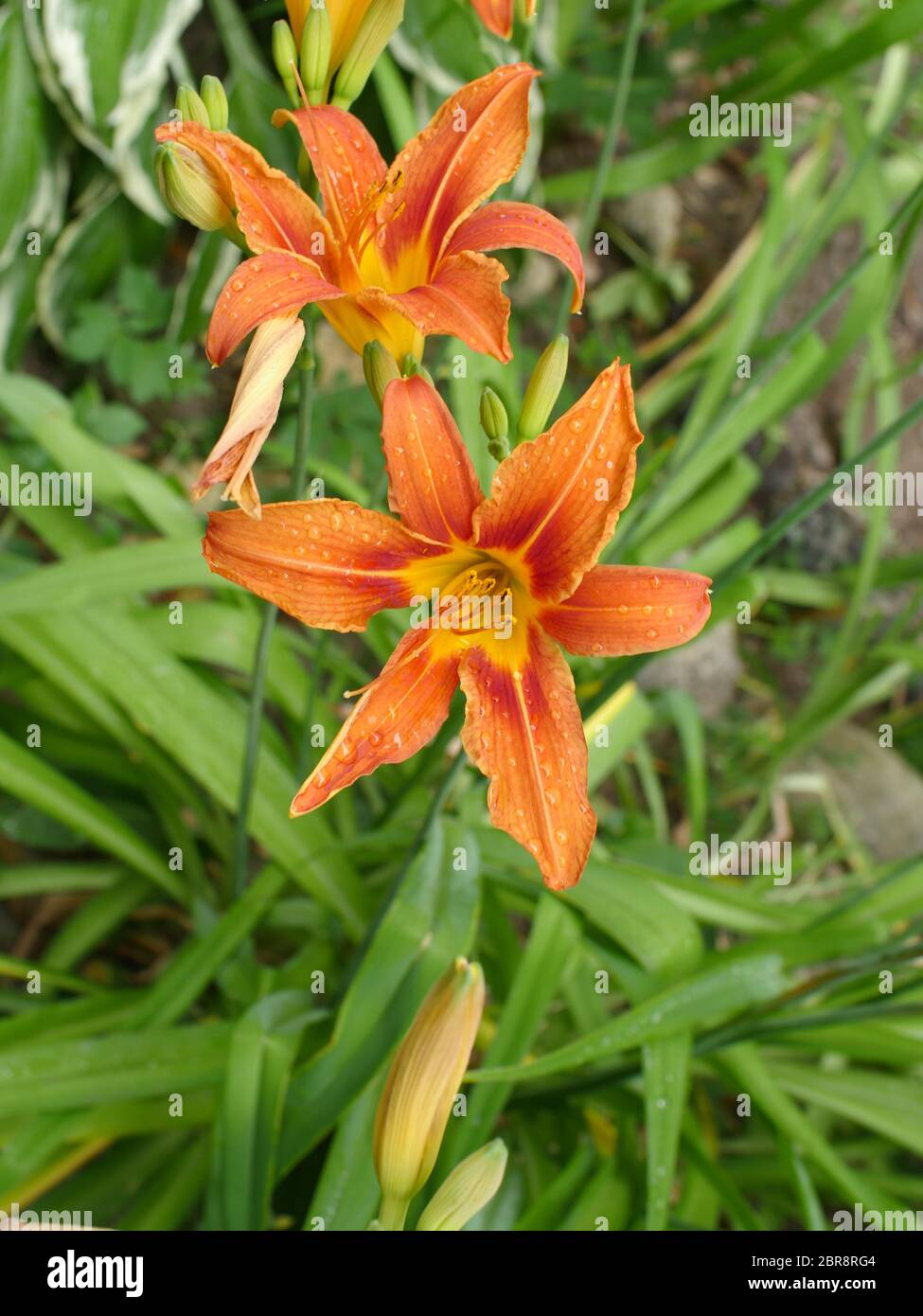 Orange Lilie Blütenblätter mit Tautropfen Stockfoto