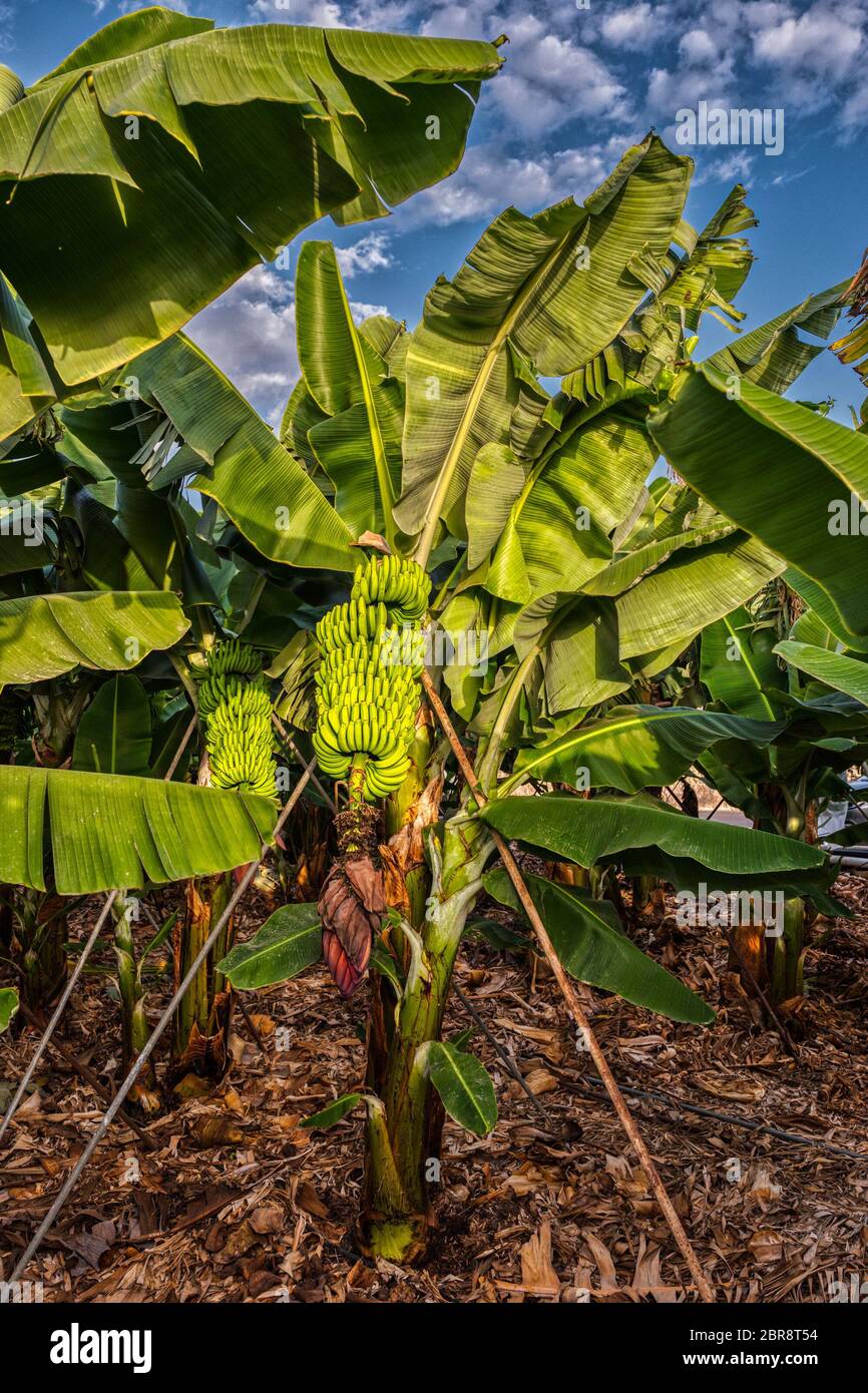 Hängende Banane Blumen und Früchte Schuß von unten aus der Serie Bananenplantage Teneriffa Stockfoto