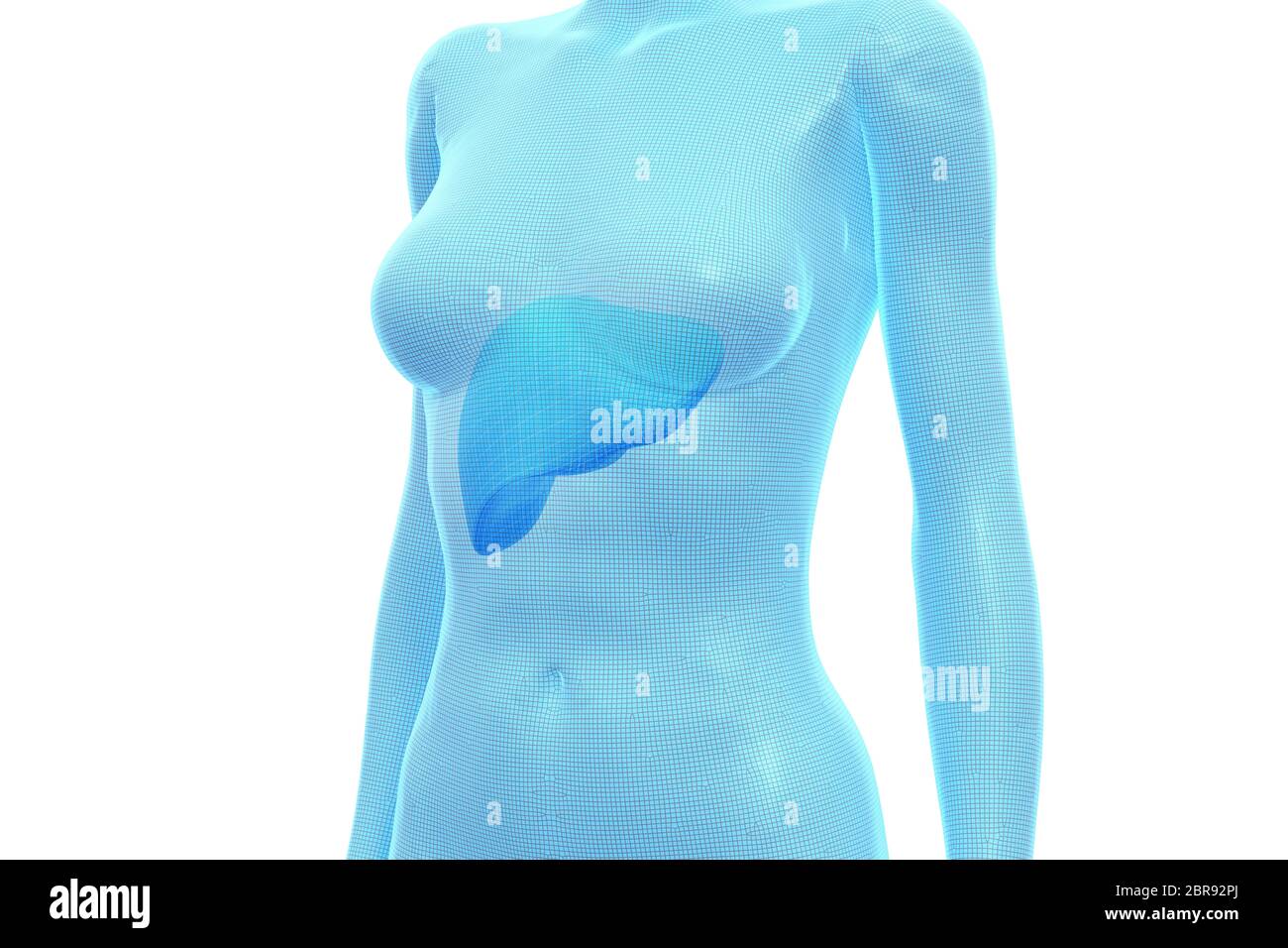 Leber, weiblicher menschlicher Körper, internes Organ, medizinische 3D-Illustration Stockfoto