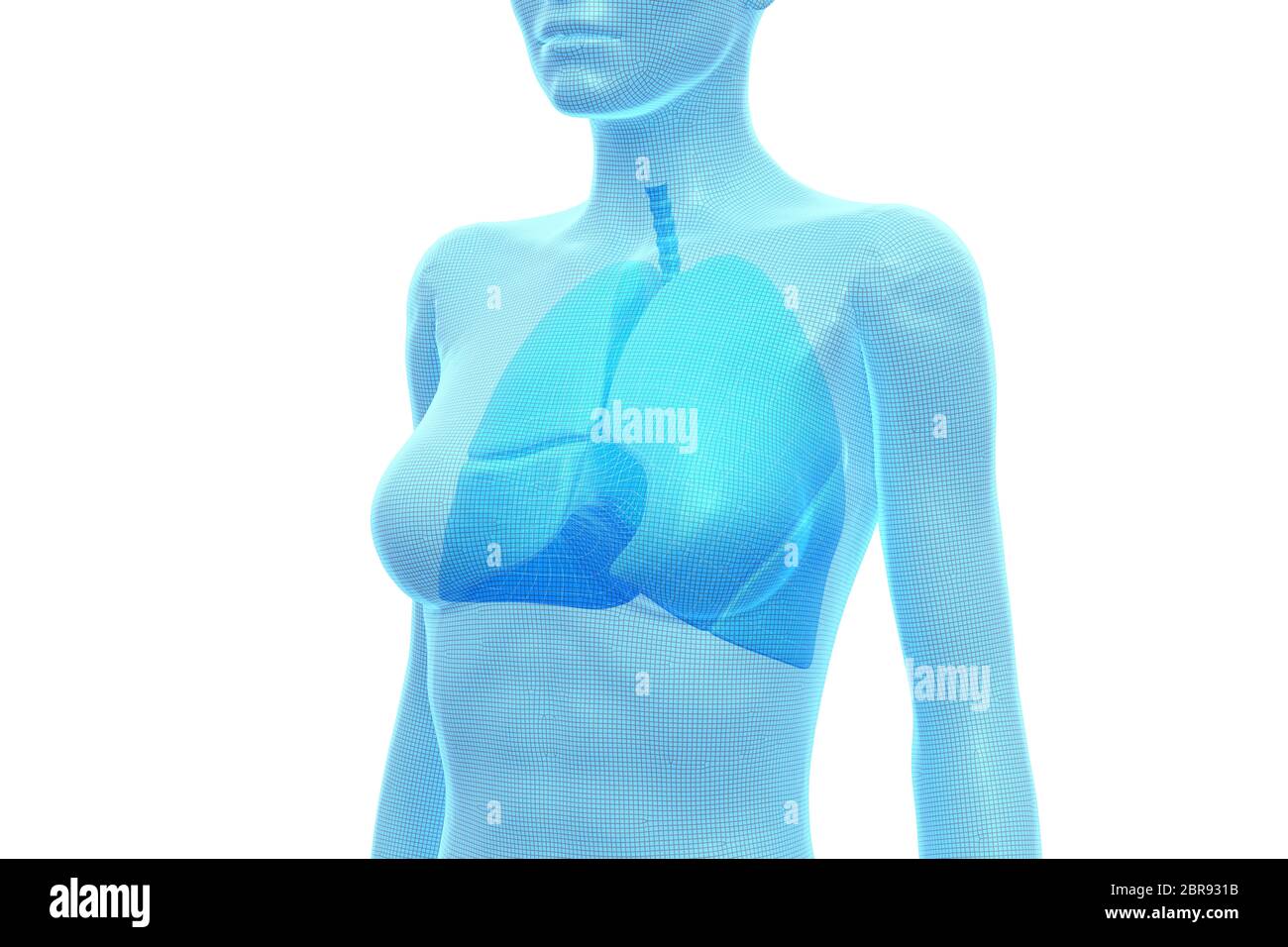 Lunge, weiblicher menschlicher Körper, internes Organ, medizinische 3D-Illustration Stockfoto
