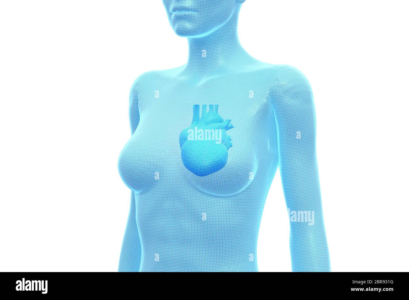 Herz, weiblicher menschlicher Körper, internes Organ, medizinische 3D-Illustration Stockfoto