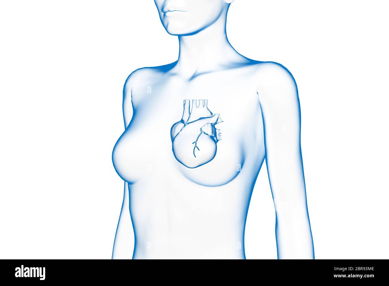 Herz, weiblicher menschlicher Körper, internes Organ, medizinische 3D-Illustration Stockfoto