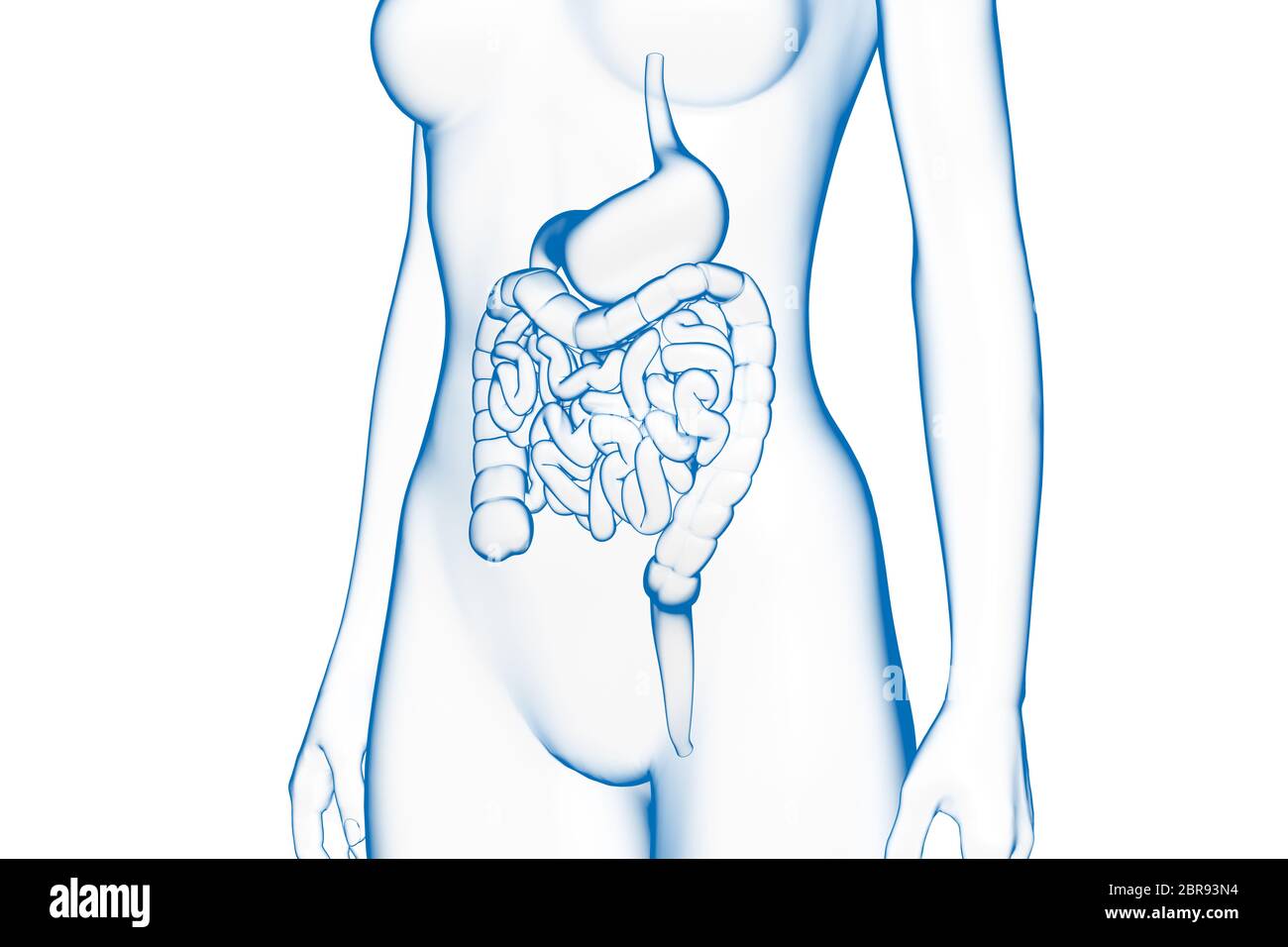 Magen und Darm, weiblicher menschlicher Körper, internes Organ, medizinische 3D-Illustration Stockfoto