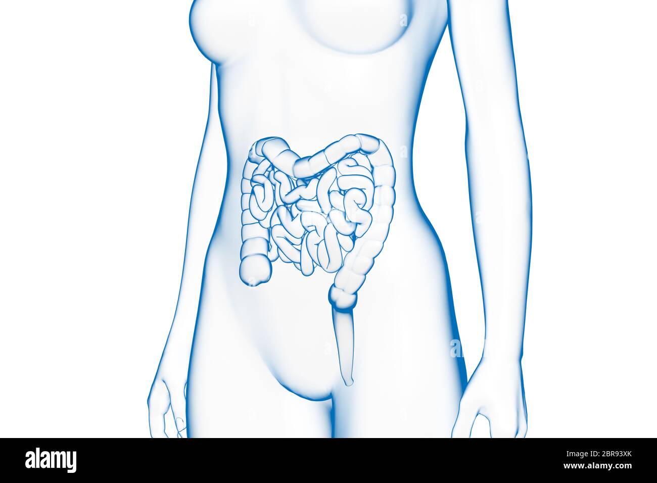 Darm, weiblicher menschlicher Körper, internes Organ, medizinische 3D-Illustration Stockfoto
