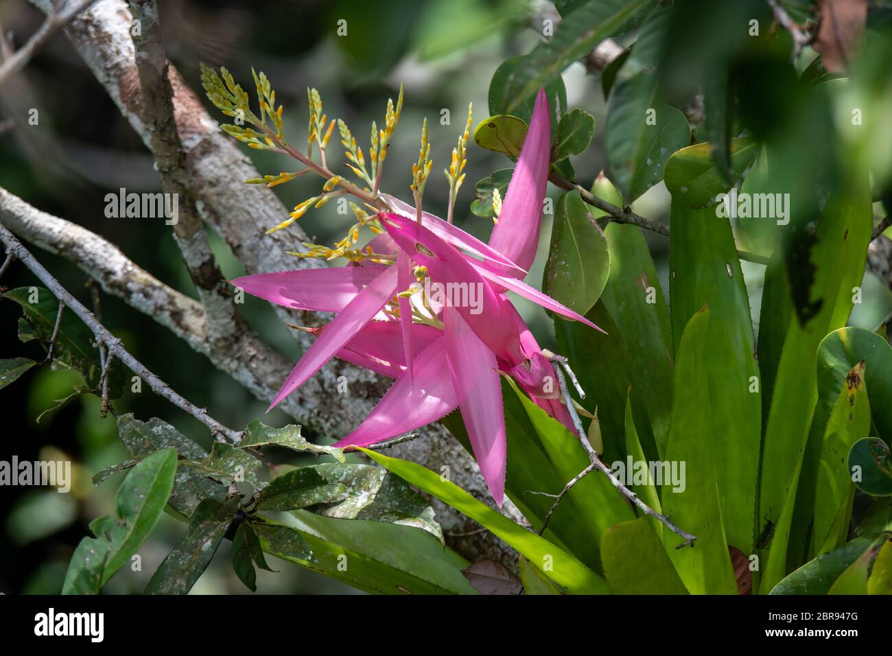 Bromelaides fügen Farbspritzer in der peruanischen Amazonas-Baldachin Stockfoto