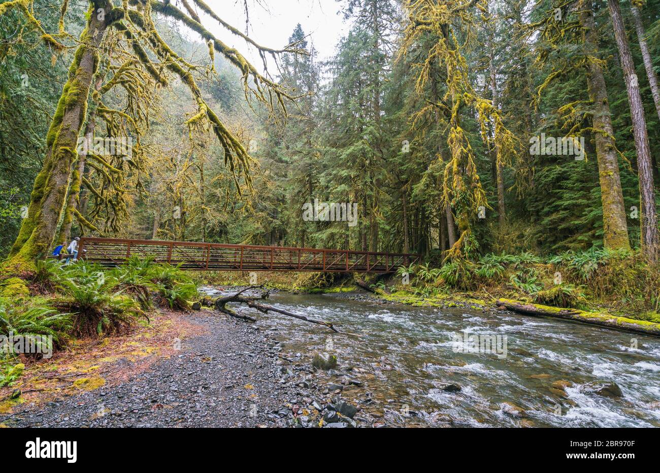 Stahlbrücke über den Fluss im Wald im Olympic National Park, Washington, usa. Stockfoto