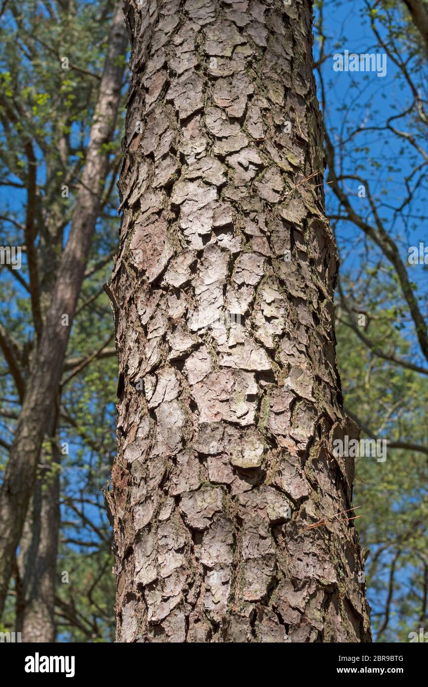 Nahaufnahme der Lobolly Pine Tree Bark im Blackwater National Wildlife Reserve in Maryland Stockfoto