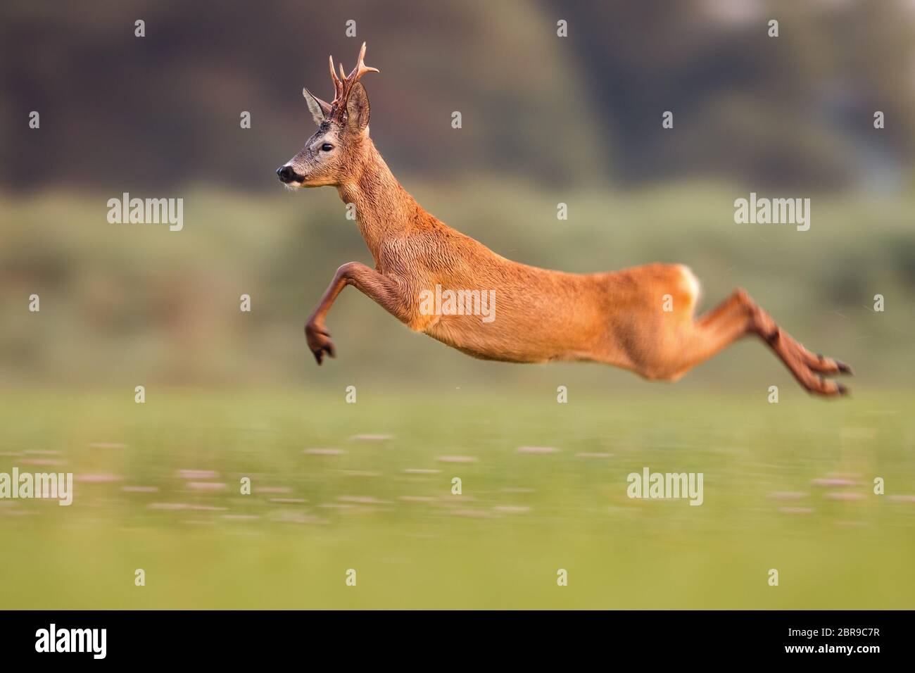 Wie Hoch Kann Ein Reh Springen www.alamy.de
